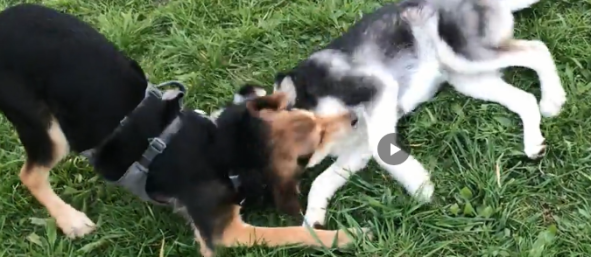 Prince (Husky-BorderCollie) / toben mit Stella(Husky), Lucky(Opa) & Amy(Yorky?) a. d. Hundewiese