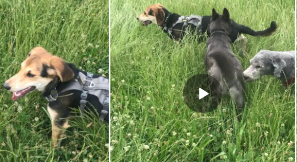 Toben im hohen Gras (JUN 2022)