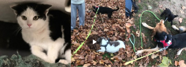 November 2022: Fietje, Charly, Felix, Bela