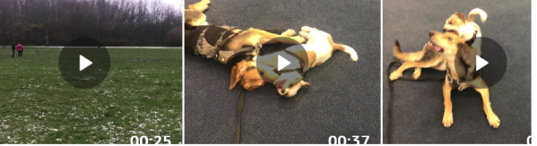 Jan 2023: Toben mit Polli und a d Hundewiese
